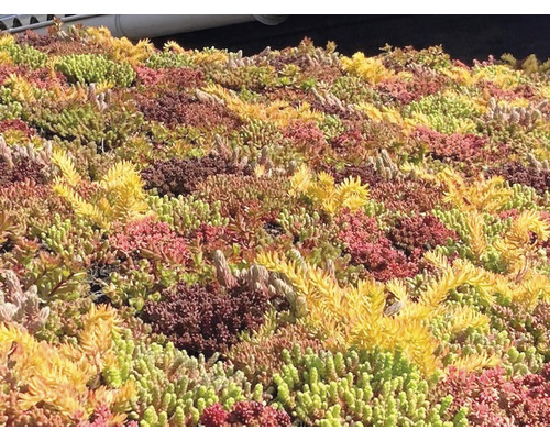 Close-up van een extensief groendak met diverse soorten sedum