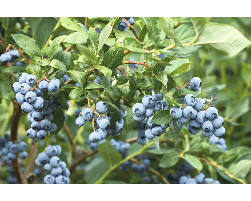 FLORASELF BIO Blauwe bes Vaccinium corymbosum 'Duke' potmaat 2 liter H 40 cm Blauwe bessen groeien aan een struik met bladeren