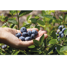 FLORASELF FLORALIE & FLO Blauwe bes Vaccinium corymbosum 'Chandler' potmaat Ø 13 cm H 30-40 cm