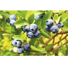 FLORASELF FLORALIE & FLO Bosbes Vaccinium corymbosum 'Goldtraube' potmaat Ø 13 cm H 30-40 cm