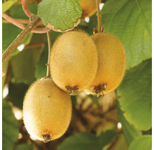 Goudkiwifruit aan de tak