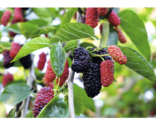 FLORASELF BIO Koreaanse Dwergmoerbei Morus Acidosa Mulle potmaat 3 liter H 30-50 cm Close-up van moerbeiboomtakken met fruit en bladeren.