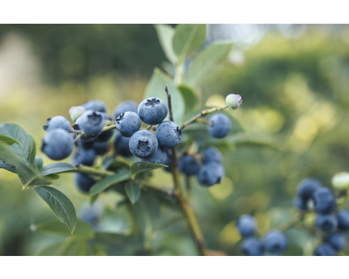 FLORASELF BIO Bosbes Vaccinium corymbosum 'Spartan' potmaat 3 liter H 40 cm Close-up van bosbessen aan de struik