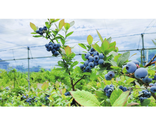 Close-up van bosbessen aan de struik in de tuin.