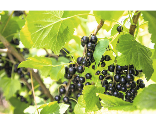 FLORASELF BIO Appelbes Aronia prunifolia 'Viking' potmaat 2 liter H 40-50 cm Zwarte bessen aan de struik met groene bladeren