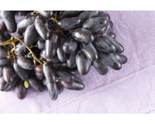 FLORASELF BIO Druif Vitis vinifera 'Datteltraube' potmaat Ø 19 cm H 60-100 cm