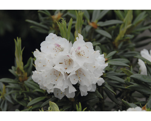 Rhododendronbloem met witte bloemblaadjes