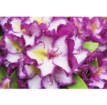 Close-up van rododendronbloemen