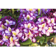 Close-up van een rododendronbloem met paarse en witte bloemblaadjes