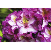 Close-up van een rododendronbloem