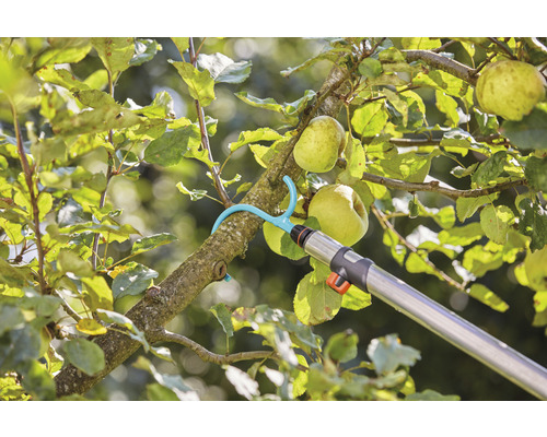 Appels oogsten met fruitplukker in boom
