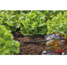 Groentetuin met slaplanten en irrigatiesysteem
