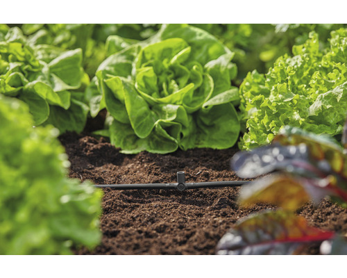 Groentetuin met slaplanten en irrigatiesysteem