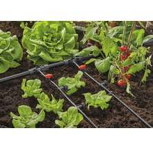 Tuinbewateringssysteem met sla en tomatenplanten in de tuin