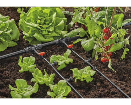 Tuinbewateringssysteem met sla en tomatenplanten in de tuin
