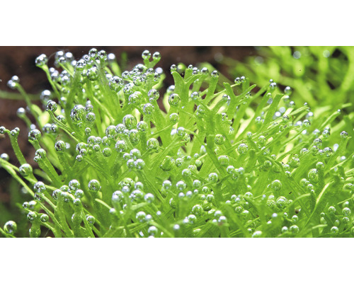 Close-up van javamos met zuurstofbellen