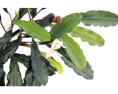 Close-up van de aquariumplant Bucephalandra met bloem en bladeren.