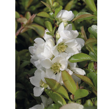 Close-up van een sierkwee met witte bloemen