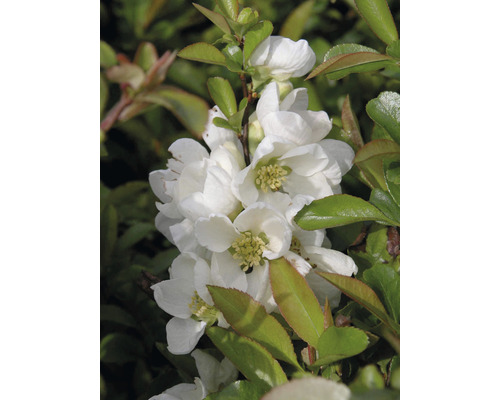 Close-up van een sierkwee met witte bloemen