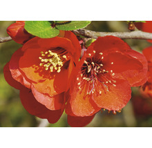 Close-up van rood bloeiende sierkwee.