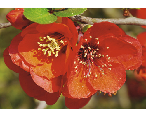 Close-up van rood bloeiende sierkwee.