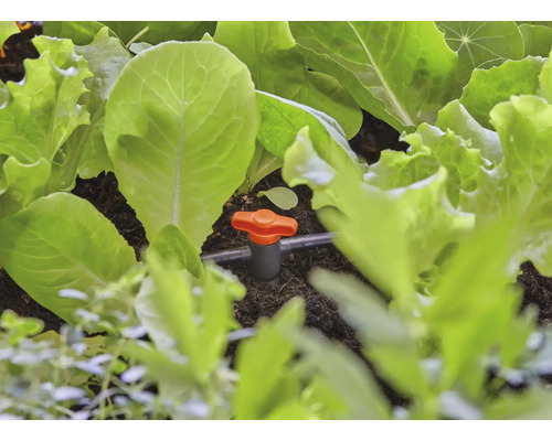 Irrigatiesysteem met slaplanten in de tuin