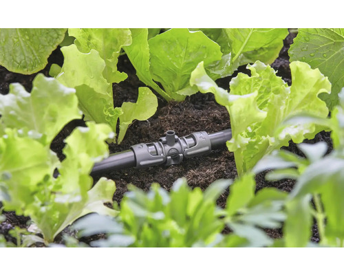 Druppelbuisverbinding tussen sla in de moestuin