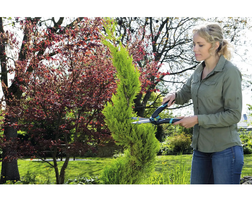 Vrouw snoeit een cipres met een heggenschaar in de tuin.