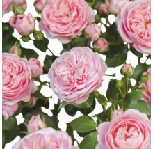 Close-up van roze rozenbloemen en knoppen