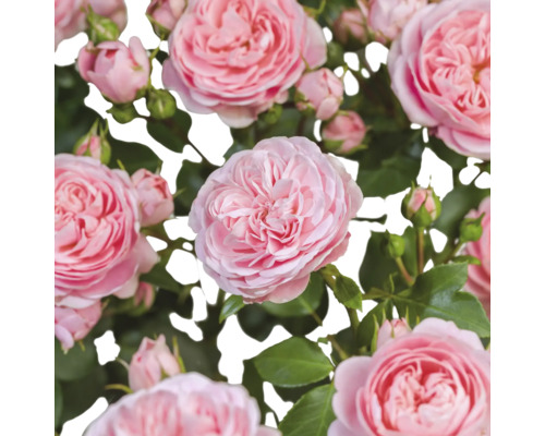 Close-up van roze rozenbloemen en knoppen