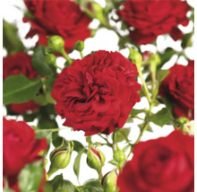 Rode rozenbloemen met groene bladeren en knoppen