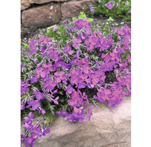Kruipphlox plant in de tuin.