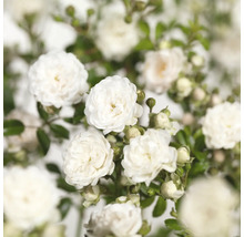Close-up van witte rozenbloemen met groene bladeren