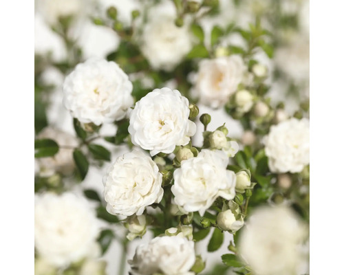 Close-up van witte rozenbloemen met groene bladeren