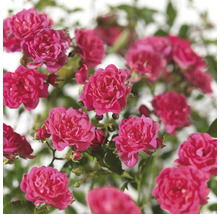 Close-up van roze dwergrozebloemen