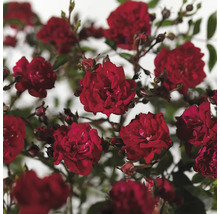 Close-up van rode rozenbloemen