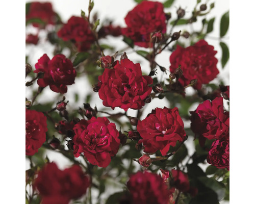 Close-up van rode rozenbloemen