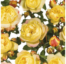 Gele rozenbloemen en knoppen