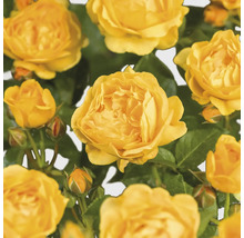 Close-up van gele rozenbloemen met groene bladeren