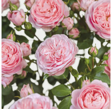 Close-up van roze rozenbloemen met groene bladeren
