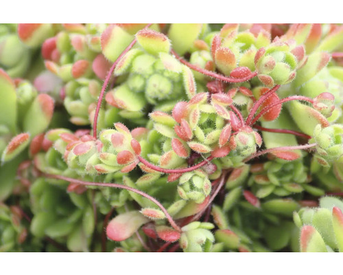 Close-up van een vetplant