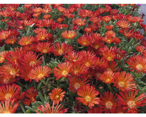 Close-up van ijskruid met groene bladeren en talloze bloemen