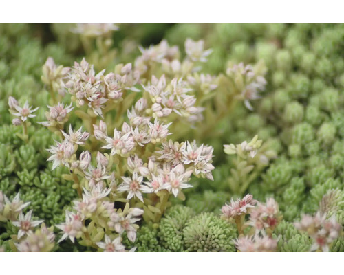 Close-up van een vetkruidplant met bloemen