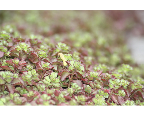 Close-up van een vetkruidplant