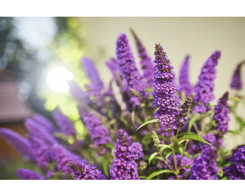 Vlinderstruik Buddleja davidii 'Summer Kids ® Romy' -S- potmaat Ø 19 cm H 30-40 cm Vlinderstruik bloeiwijze close-up