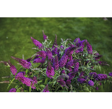 Bloeiende struik met violette bloemen op een weide