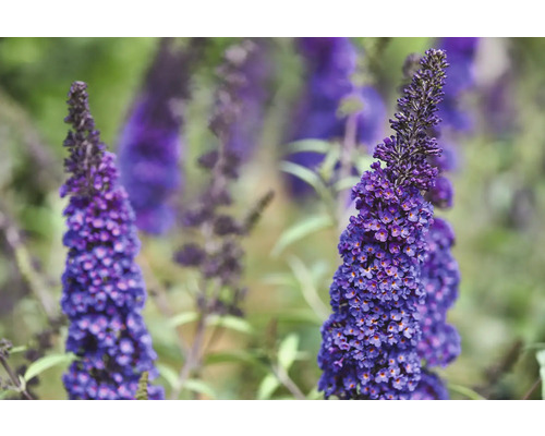 Vlinderstruik Buddleja davidii 'Summer Teens ® Bruno Blue' potmaat Ø 19 cm H 30-40 cm