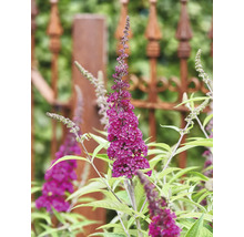 Bloeiende vlinderstruik in de tuin