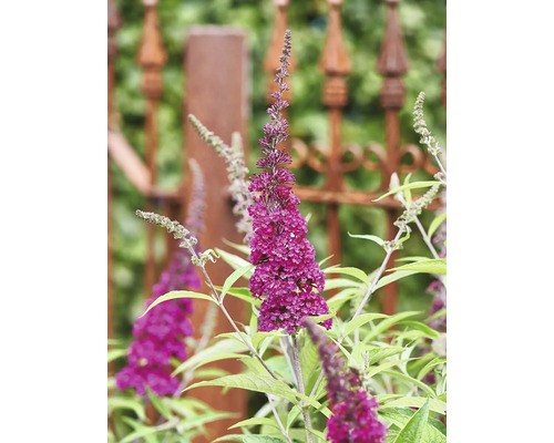 Vlinderstruik Buddleja davidii 'Summer Teens ® Mats Magic Red' -S- potmaat Ø 19 cm H 30-40 cm