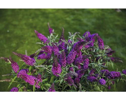 Vlinderstruik met lila bloemen in de tuin